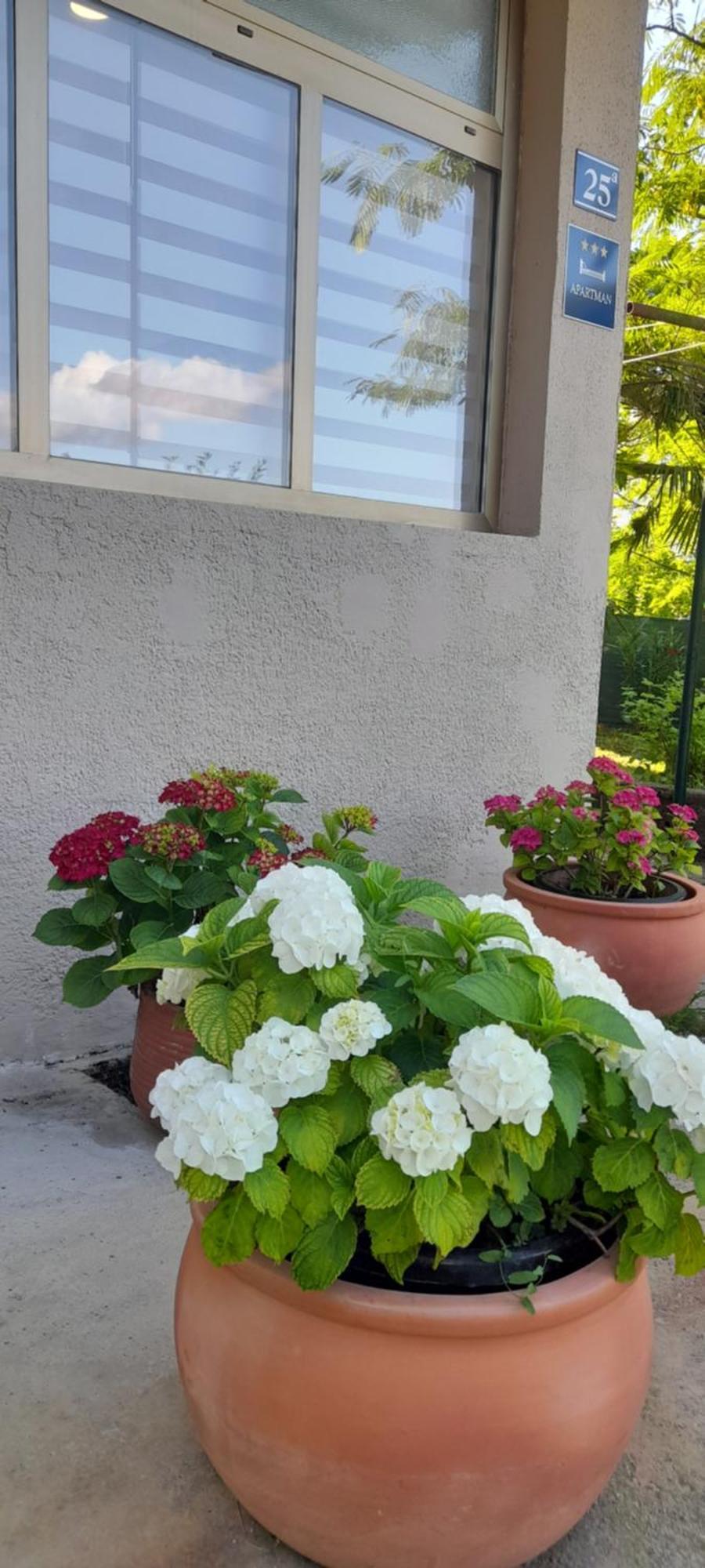 Hortensia Buje Exterior photo